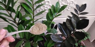 Квітникарі розповіли, чим підживити заміокулькас для активного нарощування листя