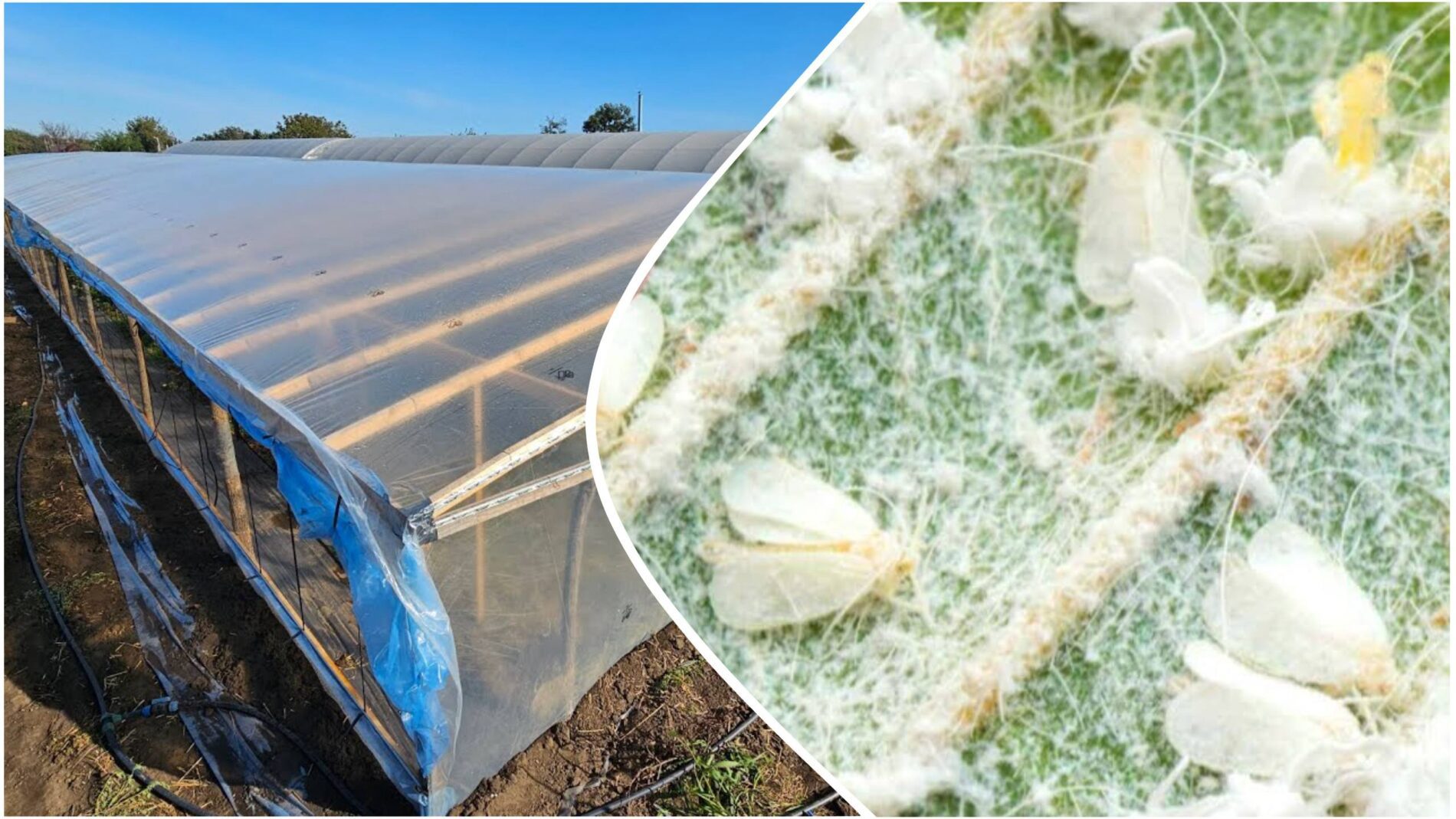 Експерти розповіли, чи допоможе мороз позбутися білокрилки