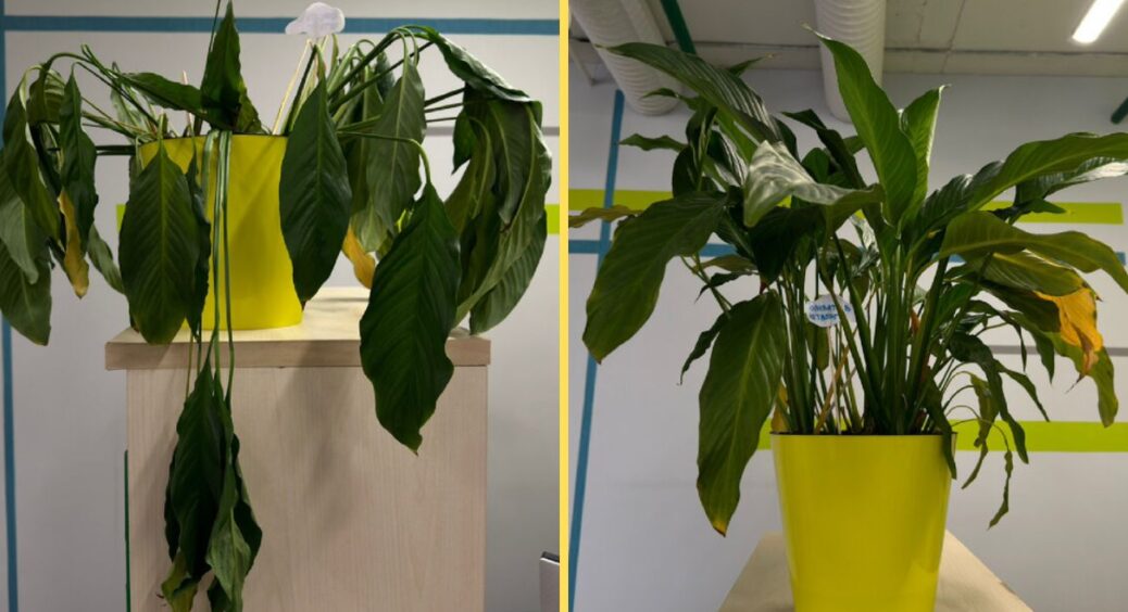 Змінила спосіб поливу спатифілума – тепер мій красень постійно усипаний квітами: перевірений спосіб 