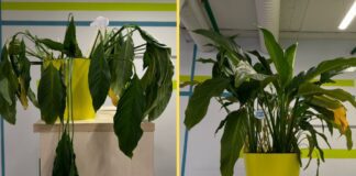 Як покращити цвітіння спатифілума в домашніх умовах