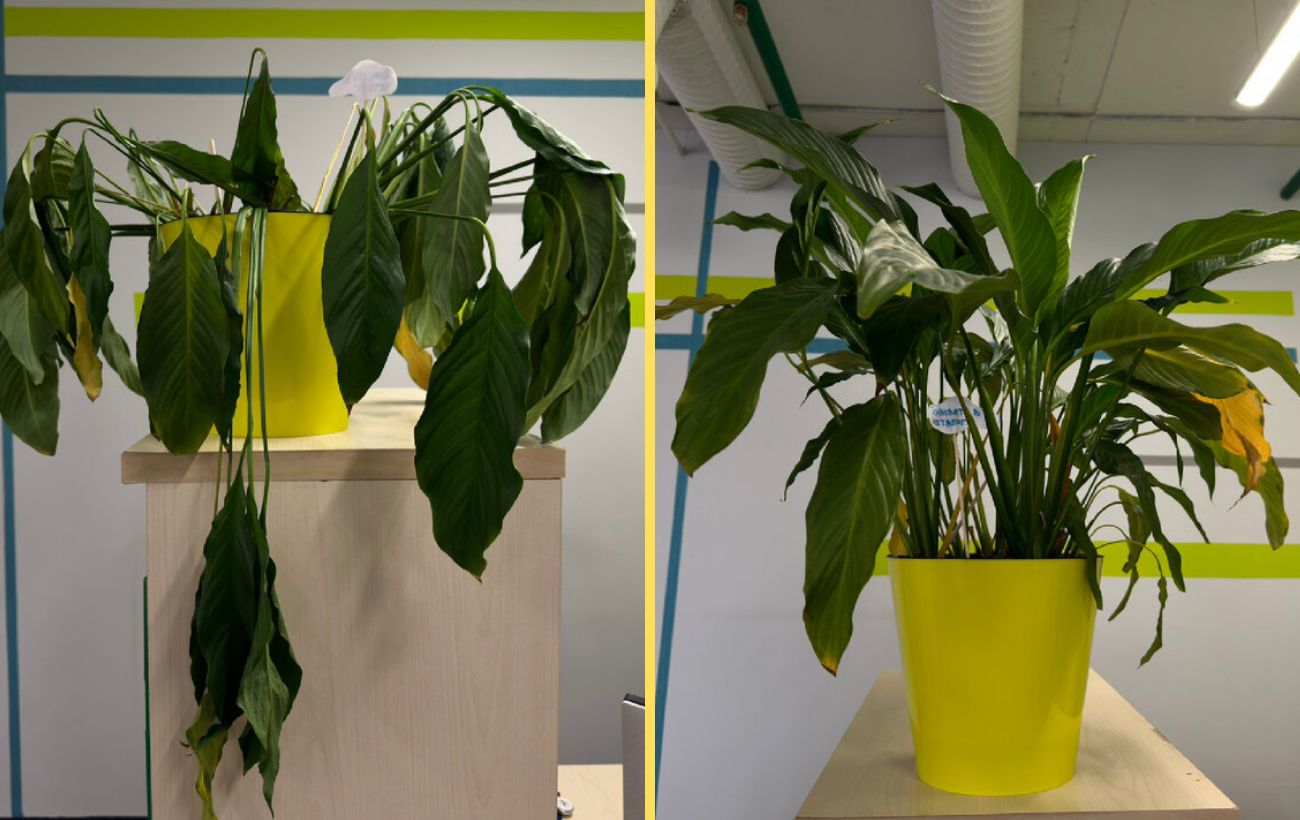 Як покращити цвітіння спатифілума в домашніх умовах