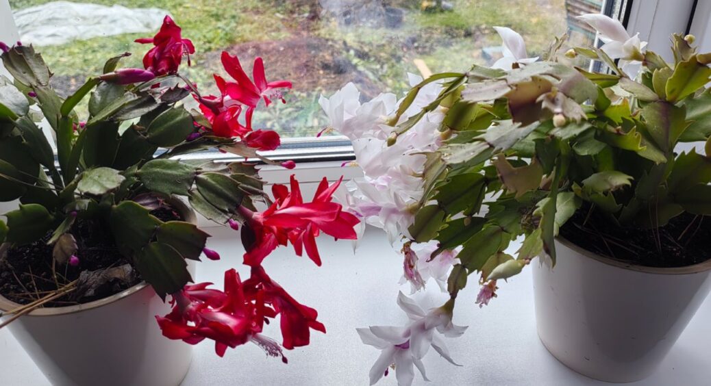 10 років декабрист не цвів – робила все “за правилами”: а виявилось, я вірила в 10 міфів і губила квітку 