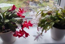 10 років декабрист не цвів – робила все “за правилами”: а виявилось, я вірила в 10 міфів і губила квітку Експерти розвінчали міфи по догляду за декабристом