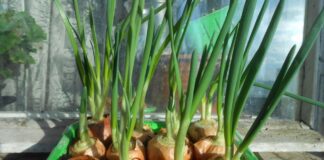 Які рослини виростити на підвіконні