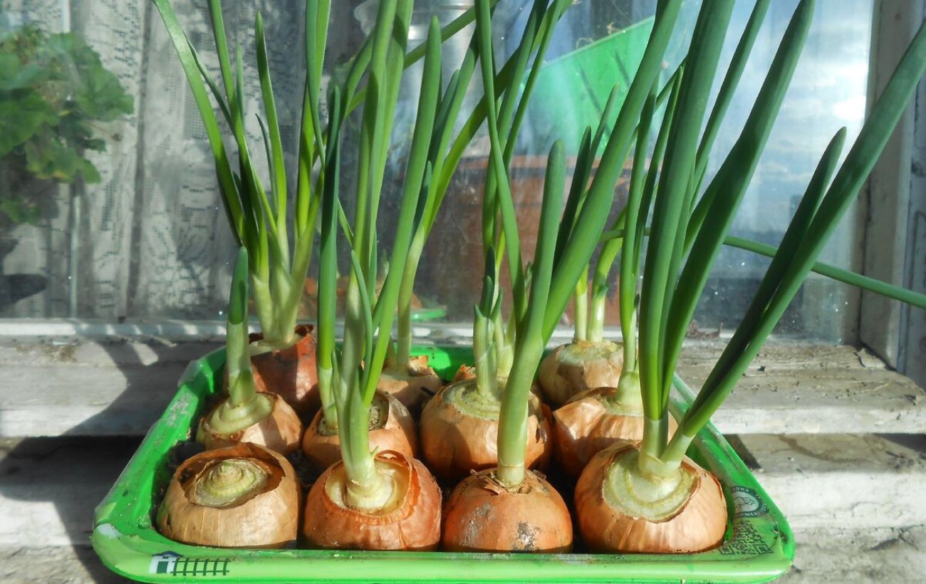 Які рослини виростити на підвіконні