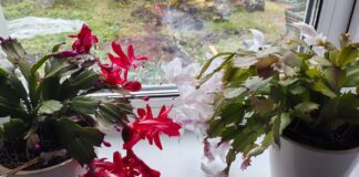 Як покращити цвітіння декабриста восени