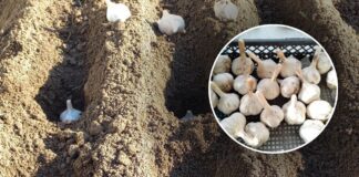 Як захистити часник від вимерзання