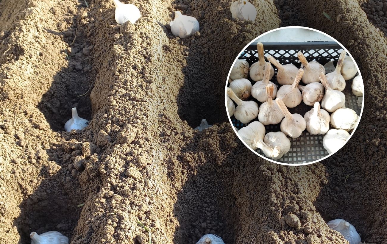 Як захистити часник від вимерзання