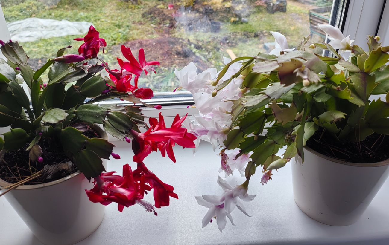 Як покращити цвітіння декабриста восени