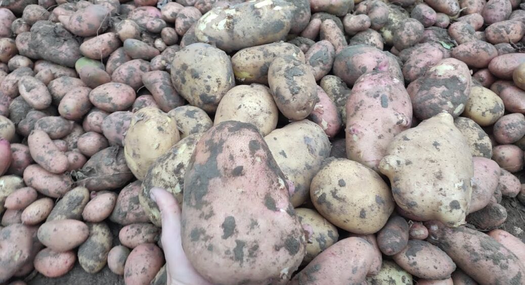 Зберігаю картоплю аж до самої весни – і без льоху: не гниє та не в’яне: така смачна, немов щойно з грядки 