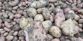 Дачники назвали правила, які допоможуть зберегти урожай картоплі до самої весни