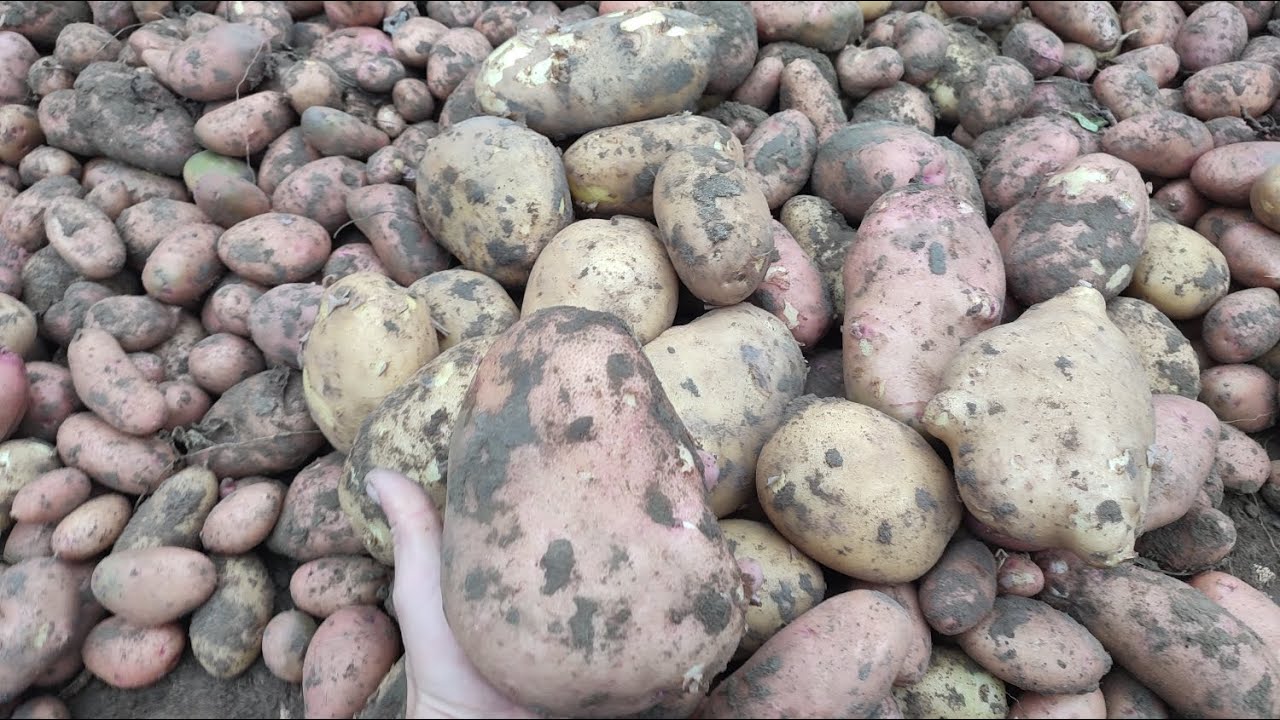 Дачники назвали правила, які допоможуть зберегти урожай картоплі до самої весни