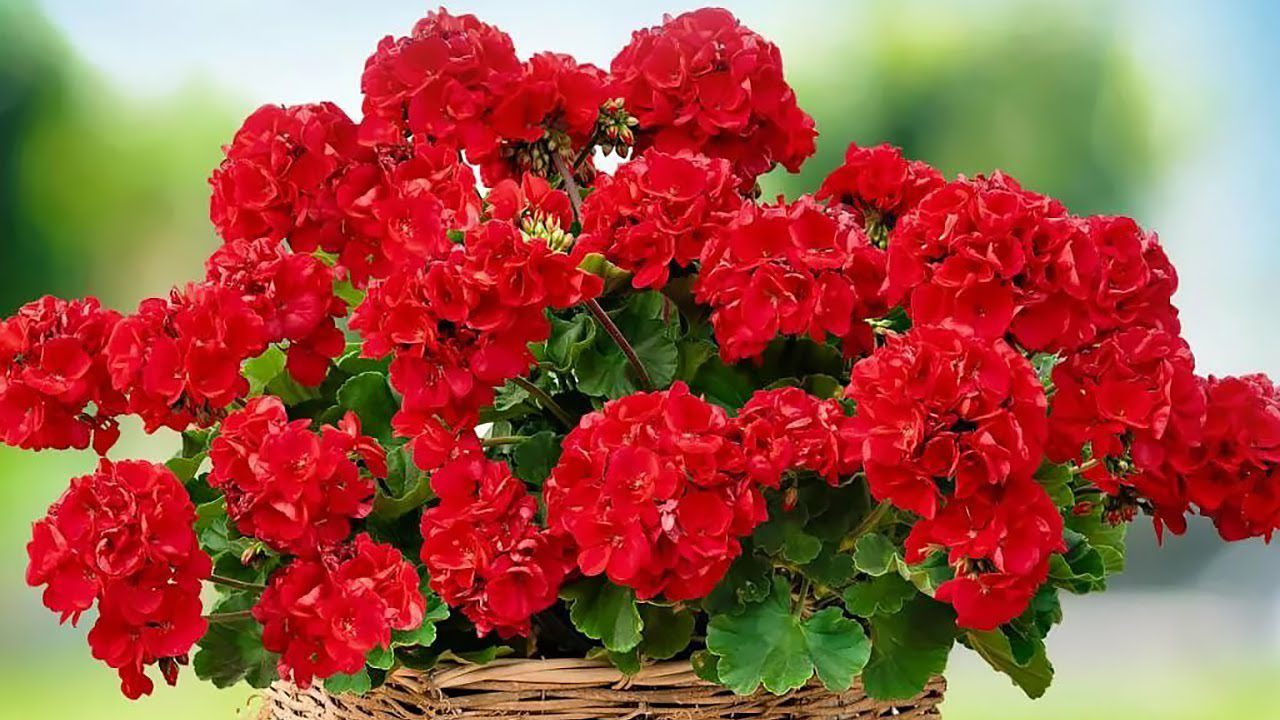 Квітникарі розповіли, як правильно доглядати за геранню восени