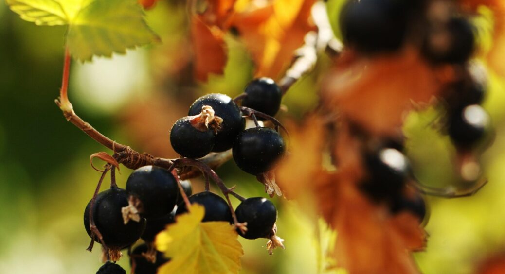 Кум-садівник із 30-річної практикою підказав, як розмножити смородину взимку – до геніального простий трюк 