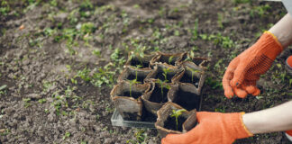 Агрономи розповіли, що можна посадити на дачній ділянці до кінця листопада