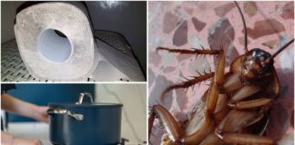 Господині розповіли, як приготувати ефективну отруту від тарганів