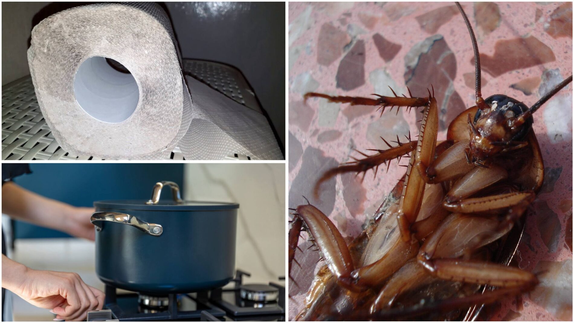 Господині розповіли, як приготувати ефективну отруту від тарганів