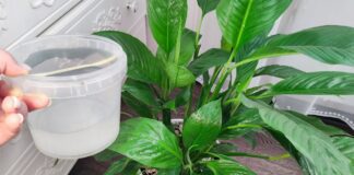 Квітникарі розповіли, як за допомогою крупи стимулювати ріст спатифілума