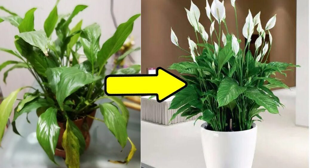 Спатифілум миттєво розпускає розкішні “білі вітрила”: додаю лише 1 мл на горщик цього чудо-засобу 
