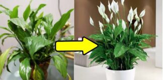 Господині розповіли, чим підживлювати кімнатні квіти 