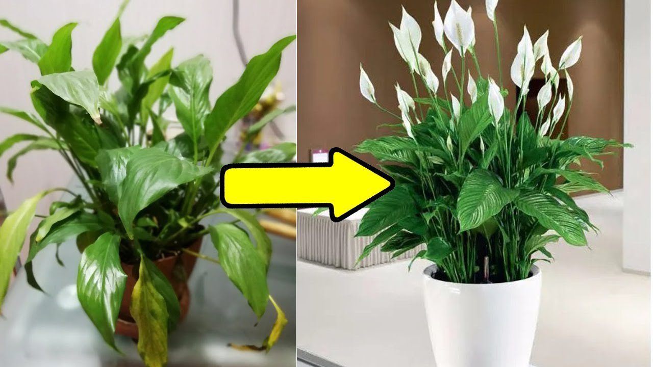 Господині розповіли, чим підживлювати кімнатні квіти 