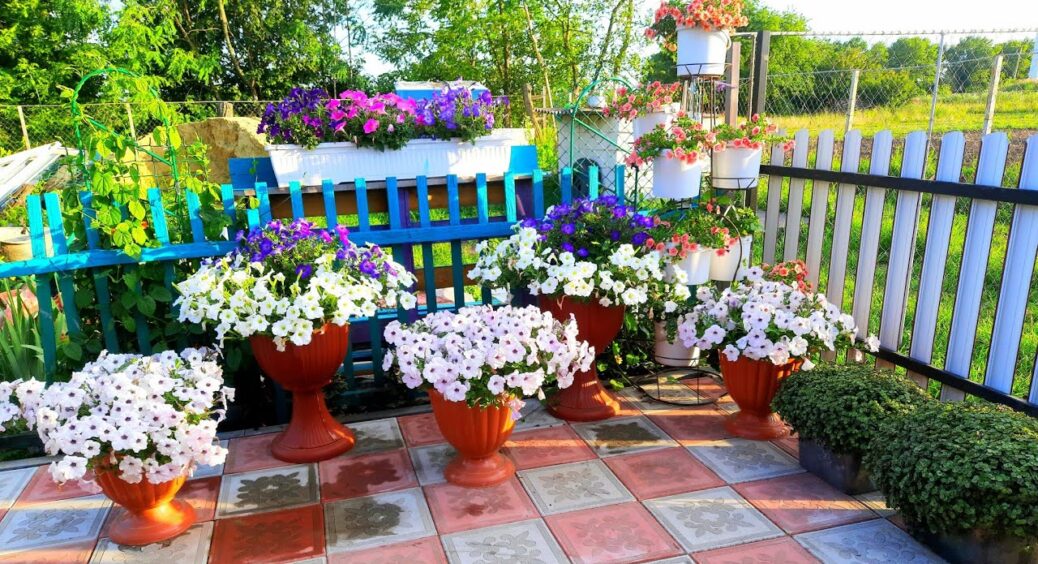 Сусідка питала, де я взяла такі розкішні петунії, а я їх просто підкормила: 1 таблетка на 1 літр води 