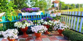 Квітникарі назвали підживлення, яке здатне подарувати розкішне цвітіння петунії