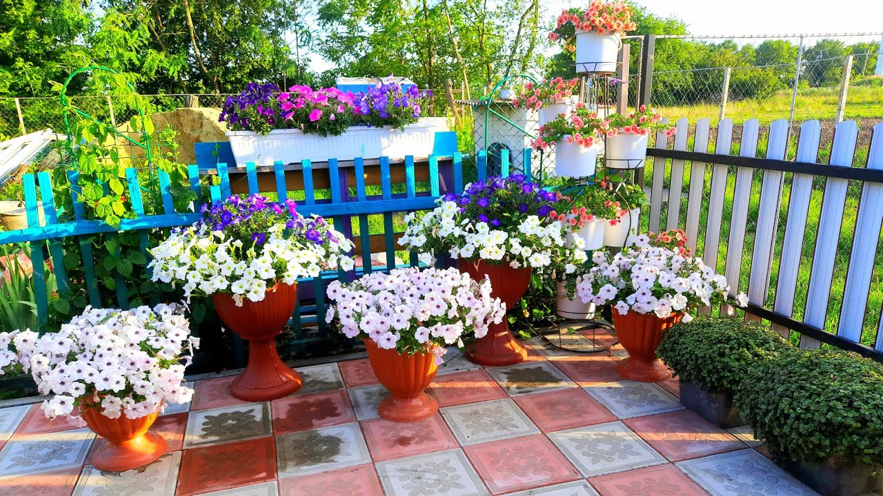 Квітникарі назвали підживлення, яке здатне подарувати розкішне цвітіння петунії