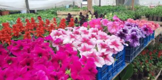 Експерти розповіли, які рослини варто посіяти в грудні на розсаду