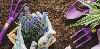 Експерти назвали квіти, які слід сіяти в мерзлу землю, і як правильно це робити