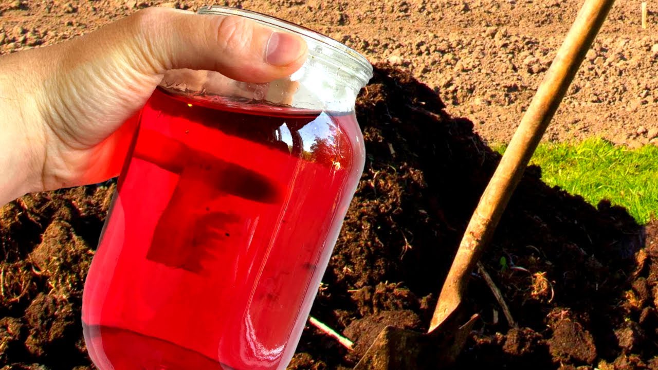 Агрономи розповіли, чим пролити землю зараз, щоб не удобрювати город все літо