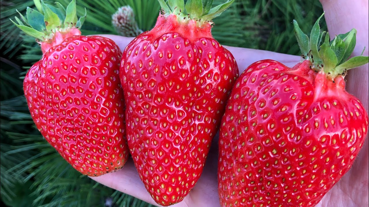 Садівники назвали просте підживлення, яке допоможе виростити полуницю-велетня