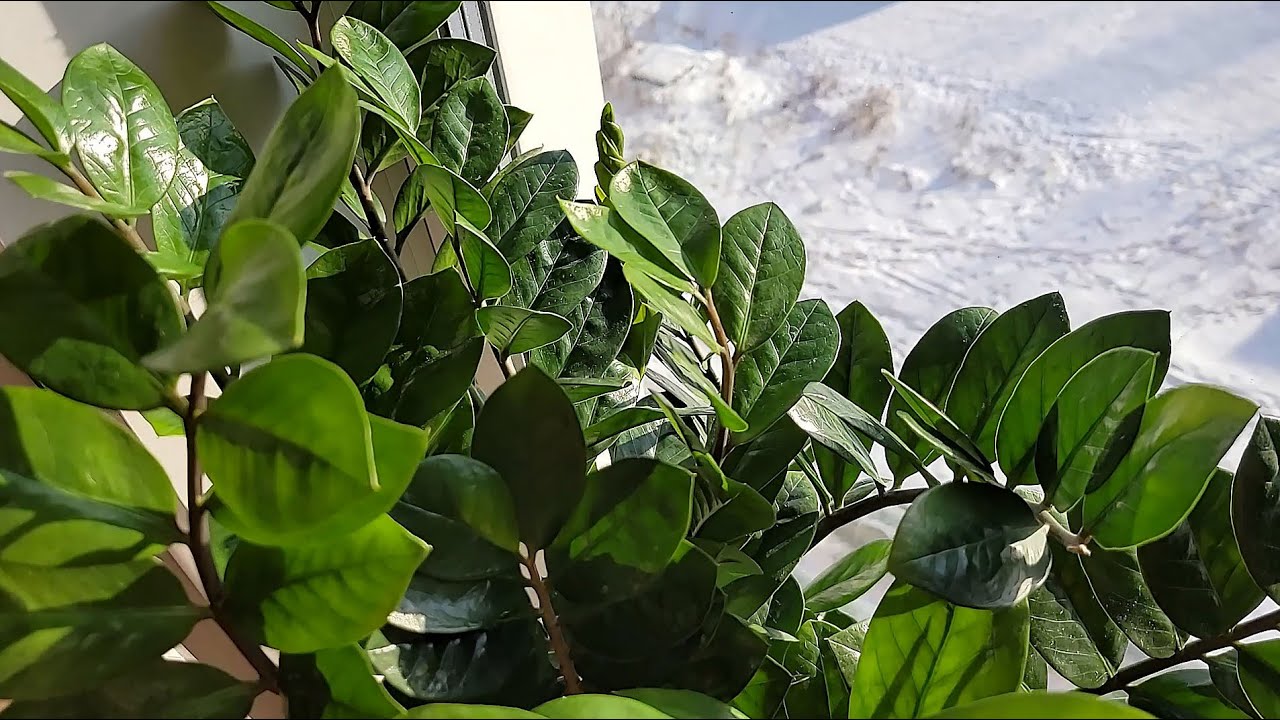 Квітникарі розповіли, як правильно доглядати за заміокулькасом взимку