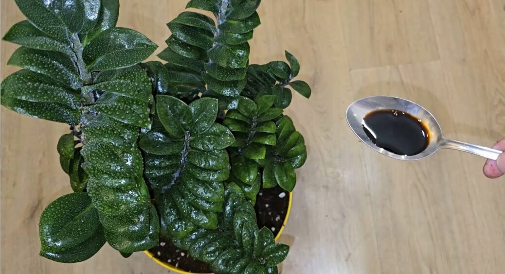 Взимку заміокулькас ніколи не підживлюю: бризкаю 1 розчином “по листю” – і рахіси зеленіють просто на очах 