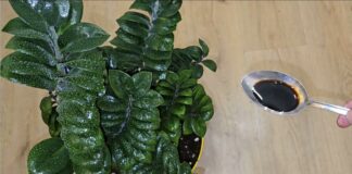 Квітникарі розповіли, як правильно доглядати за заміокулькасом взимку