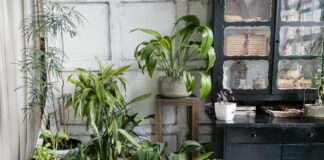 Садівники назвали дієве добриво з кухні для кімнатних рослин 