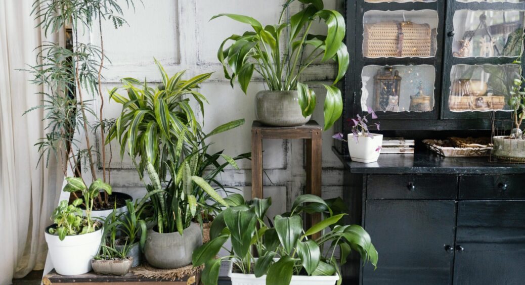 Кум-агроном порадив лити 1 ст. ложку “цього” під квіти: зробила – і вони не жовтіють всі 3 місяці зими 