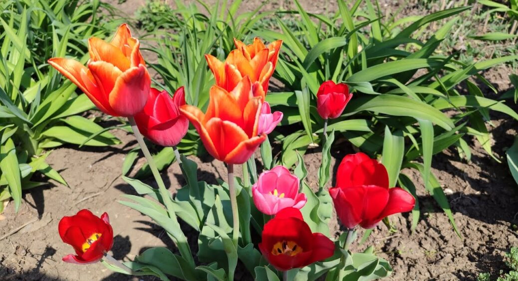 Листопадовий секрет дуже пишного цвітіння: чому кмітливі квітникарі проводять посадку тюльпанів прямо зараз 