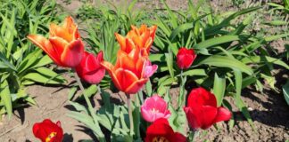 Садівники розповіли, як правильно садити тюльпани в листопаді