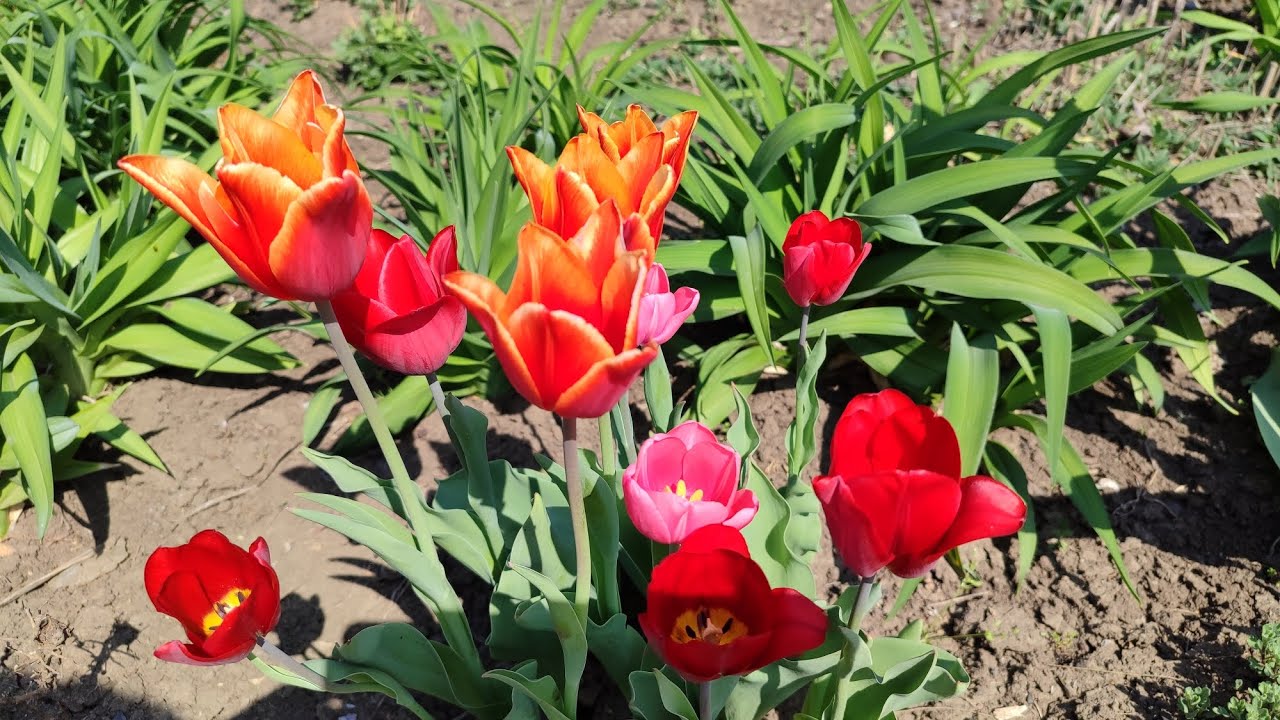 Садівники розповіли, як правильно садити тюльпани в листопаді