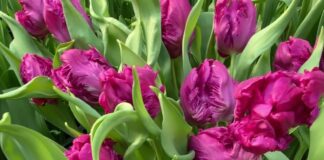 Садівники назвали квіти, які категорично не можна перекопувати у грудні 