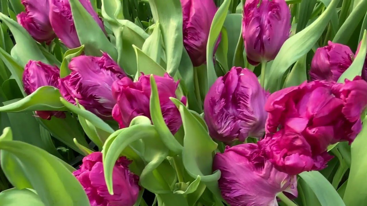 Садівники назвали квіти, які категорично не можна перекопувати у грудні 