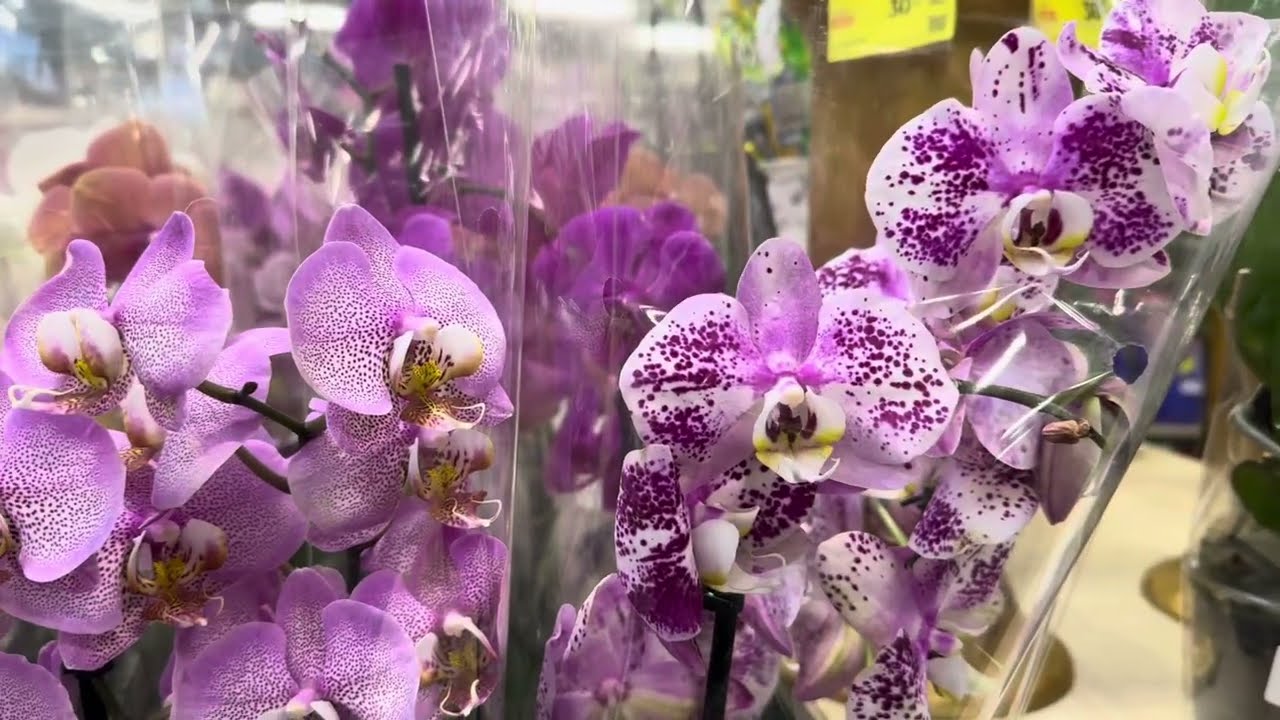 Квітникарі розповіли, який дієвий спосіб допоможе розмножити орхідею самостійно