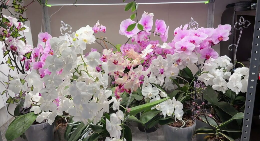 Розмножую орхідею у домашніх умовах: просто застосовую цей чудо-спосіб – і насолоджуюсь 100% укоріненням 