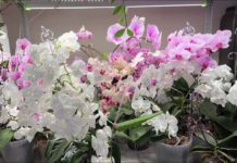 Квітникарі розповіли, який дієвий спосіб допоможе розмножити орхідею самостійно