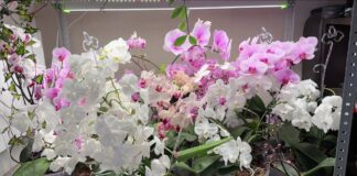 Квітникари розповіли, яким відваром можна поливати орхідеї для рясного цвітіння 