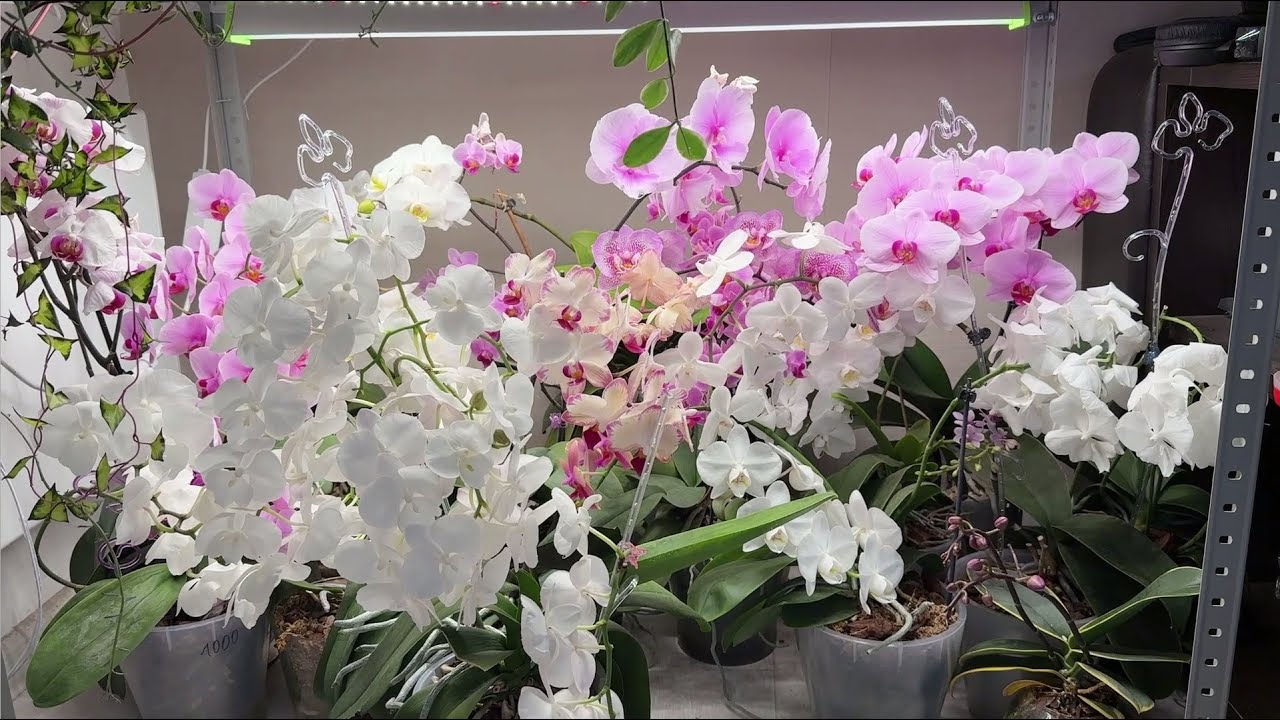 Квітникарі розповіли, який дієвий спосіб допоможе розмножити орхідею самостійно