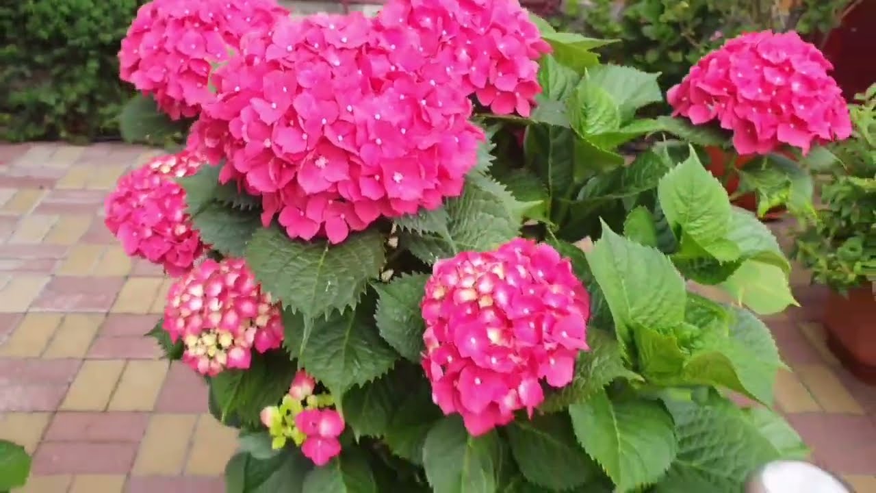 Садівники назвали рослини, які чудово поєднується разом із гортензією на клумбі