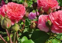 Садівники розповіли, навіщо варто залишати листя на трояндах взимку