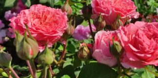 Городники назвали дієве добриво для троянд взимку 